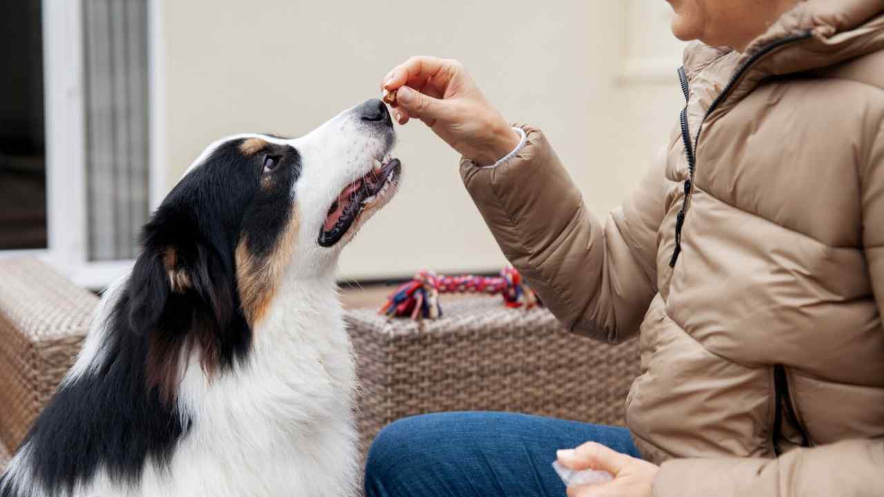 border-collie-dog-training-with-owner.jpg